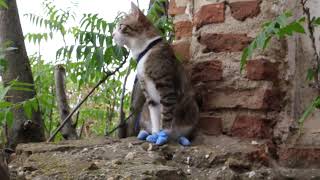 Travelling Cat Visits Mysterious Ruins [upl. by Odrarej]