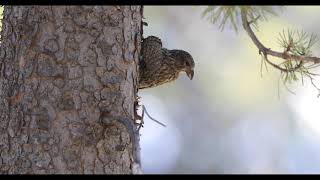 Cassia Crossbill  Diamondfield Jack Campground [upl. by Farro]