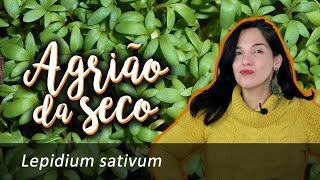 Agriãodoseco – Lepidium sativum [upl. by Stubstad134]