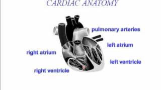 Cardiac Anatomy Part 1 [upl. by Naor814]