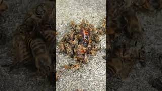 Disrupting a Hot Defensive Bee Ball Giant Hornet Revealed [upl. by Salguod]