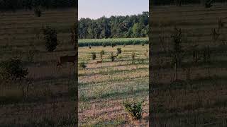 alerted roe deer doe [upl. by Hgielek417]