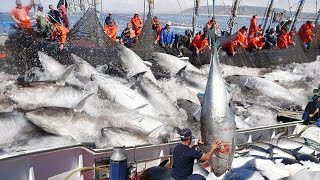 Amazing Big Catch on The Sea  Catching and Processing Hundreds Tons of Fish With Modern Big Boat [upl. by Amieva]