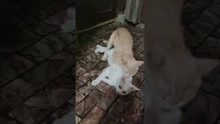 first female cat mating kedi cat shortsfeed shorts fyp cutecat kitten catlover catlovers [upl. by Neersan61]