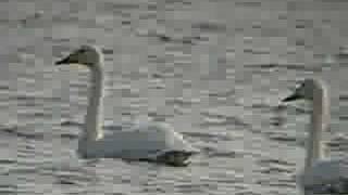 Whooper Swan Pair [upl. by Namyac]