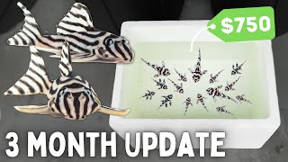 BREEDING Zebra Plecos  3 Month Update [upl. by Kezer58]