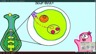 Plant Reproduction Amoeba Sisters WS 12 11 14 [upl. by Mason]