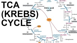 TCACitric Acid Krebs Cycle [upl. by Neeka]