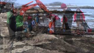 Cuviers Beaked Whale Whalebone Recovery [upl. by Batruk]