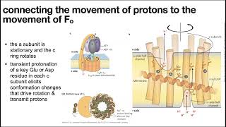 Oxidative phosphorylation oxphos ATP synthase mechanism amp ETC regulation amp uncoupling [upl. by Legnaleugim]