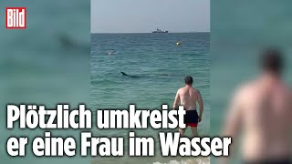 HaiAlarm Schock für Touristen am Strand von Dubai [upl. by Ydissac]