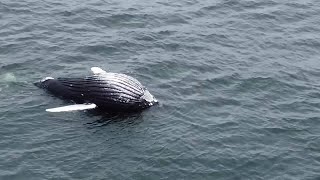 Bloated humpback whale carcass floating off the Oregon Coast [upl. by Haley]