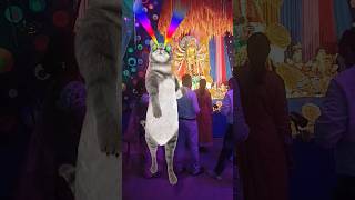 Billi bole meow meow cute cat dance short videoautomobile song music funnycomedycartoon [upl. by Trauner]