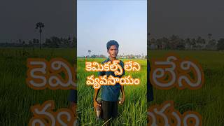 Drone Spraying Organic Solutions Doodkada Kashayam amp Bramhastram for Blight Control in Navara Paddy [upl. by Eniahs988]