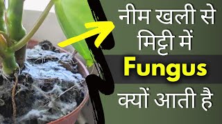 Neem Khali Mitti Mein Dalne Se Fungus Kyu Aa Jati Hai [upl. by Ardnassac]