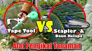 TANPA Tapetool Hanya Stapler dan Daun Kelapa Untuk Mengikat Tanaman Menjalar 71 [upl. by Freud]