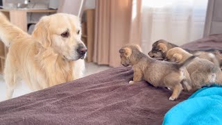 Golden Retriever Meets Puppies for the First Time [upl. by Clevie]