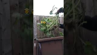 23 Backyard cleaning brown bin collection here in the UK 🇬🇧 [upl. by Ahsan]