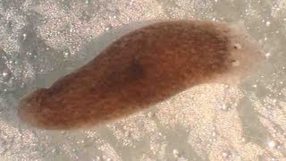 Planaria Flatworm Regeneration amp Movement [upl. by Coleville]