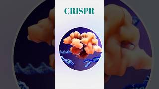 What CRISPR stands for  crispr biology dna [upl. by Roseann]