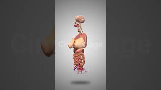 Female Internal Organs For Medical stock footage  stock video  Cinefootage [upl. by Mas586]