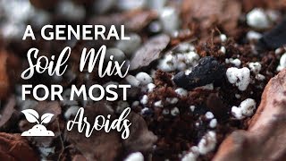 A general soil mix for most Aroids [upl. by Debbra399]