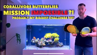 Project Keeping obligate corallivore butterflyfish in a reef tank  impossible [upl. by Karney]