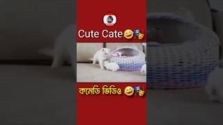 বিড়াল চানা কমেডি ভিডিও🤣🎭 shortvideo funny [upl. by Antebi]