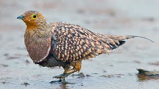 Namaqua Sandgrouse Bird Carry Water in Its Feathers [upl. by Belier]