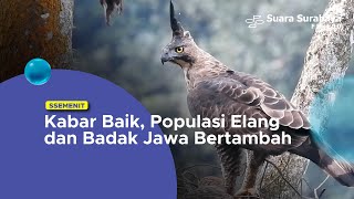 Kabar Baik Populasi Elang dan Badak Jawa Bertambah [upl. by Carla68]