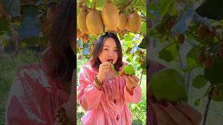 Beautiful Fresh Fruit 🥝🥝 Harvesting from Farm With Rural Farmer  Kiwi Fruit Farming shorts fruit [upl. by Arly78]