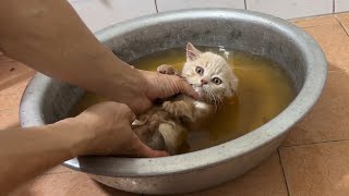 Bathing with medicinal herbs treats fungus and fleas in kittens [upl. by Fredrick]