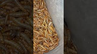 Mealworm mealwormfarming insects mealworms food birdfood birdfeed Mealwormfarming007 [upl. by Cavuoto]