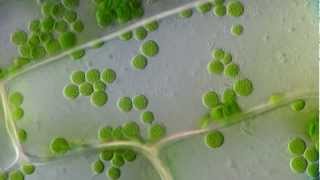 Cyclosis  Cytoplasmic streaming in plant cells Elodea  DIC microscope 1250x [upl. by Zerep447]