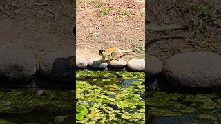 Squirrel monkeys cute monkey squirrelmonkey [upl. by Repooc]