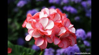 How to Propagate Geraniums [upl. by Namlas539]