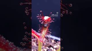 Росянка  Drosera мухоловка росянка drosera dionaea dionaeamuscipula flycatcher hunter [upl. by Jeggar]