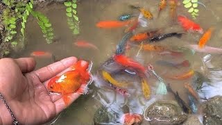 Find colorful ornamental fish koi fish goldfish catfish snakehead fish betta fish lobster [upl. by Fiorenze571]