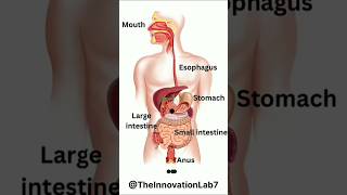 Digestive System  How Does The Stomach Digest [upl. by Gnort84]