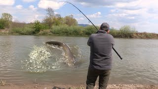 Pecanje soma bele ribe i šarana na Zapadnoj Moravi kod Kraljeva FULL VIDEO Fishing catfish on river [upl. by Carri]