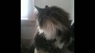 Our Maine Coon chirps and talks to wake us up [upl. by Lesh]