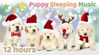 ☆ 12 HOURS ☆ Christmas Music for Dogs 🎄🎅 Christmas Music Instrumental 🐶 Puppy Sleeping Music [upl. by Dorej]