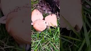 Cuphophyllus Hygrocybe pratensis mushroom wood 2024 fungus shorts viral [upl. by Enna]