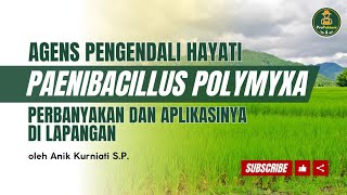 Agens Pengendali Hayati Paenibacillus Polymyxa Perbanyakan dan Aplikasinya di Lapangan [upl. by Safoelc]