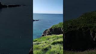 Cliff and birds in Grimsey Island [upl. by Ardnnek]