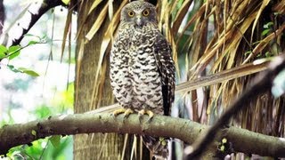 Profile of Australias largest owl  the Powerful Owl [upl. by Aenel]