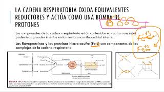 CADENA RESPIRATORIA Y FOSFORILACIÓN OXIDATIVA [upl. by Ayidah]