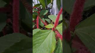 Acalyphahispida plants garden youtubeshorts whatsappstatus trending shortvideo [upl. by Grunberg]