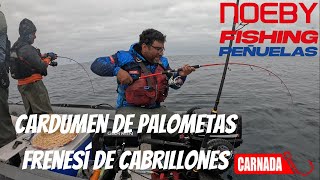 CARDUMEN DE PALOMETAS FRENESI DE CABRILLONES DE 4 KG [upl. by Rosanne]