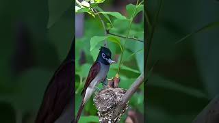 THE BLACK PARADISE FLYCATCHER MALE flycatchers birdslover naturelover [upl. by Ahsened976]